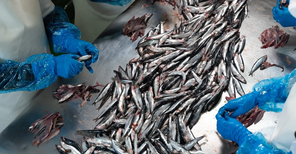 Fabricante de Boquerones en Vinagre 4 anfele produccion 1