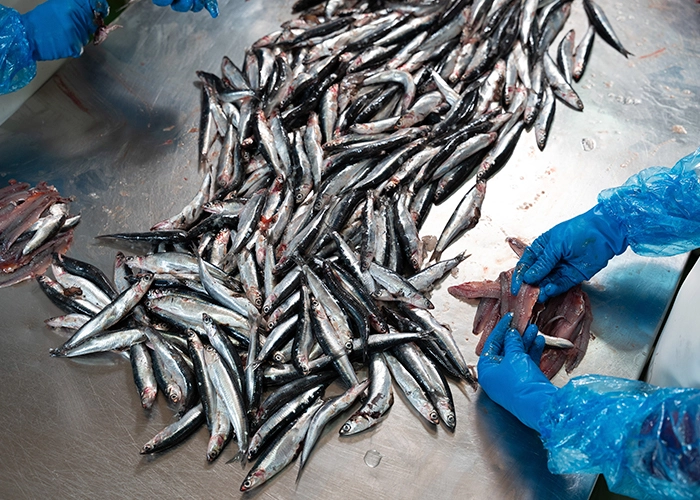 Nosotros 2 produccion anfele nuestra historia